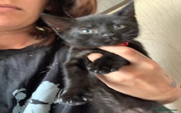 Mixed Breed cats for sale: Female kitten last left of litter  - Image 1