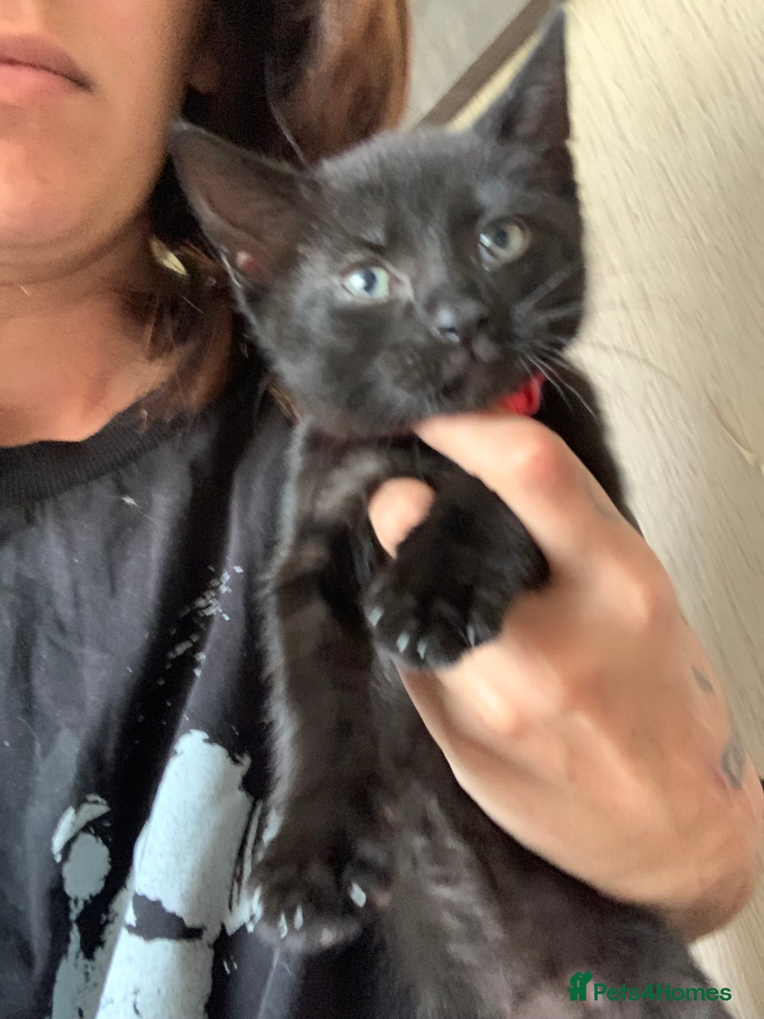 Mixed Breed cats for sale: Female kitten last left of litter  - Image 1