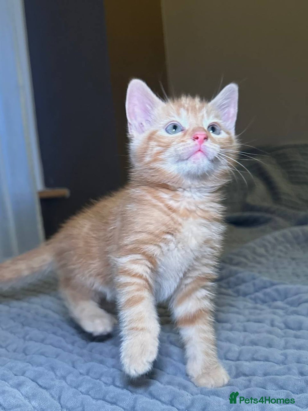 Domestic Shorthair cats for sale: 6 kittens - ready to move to new loving families - Advert 18