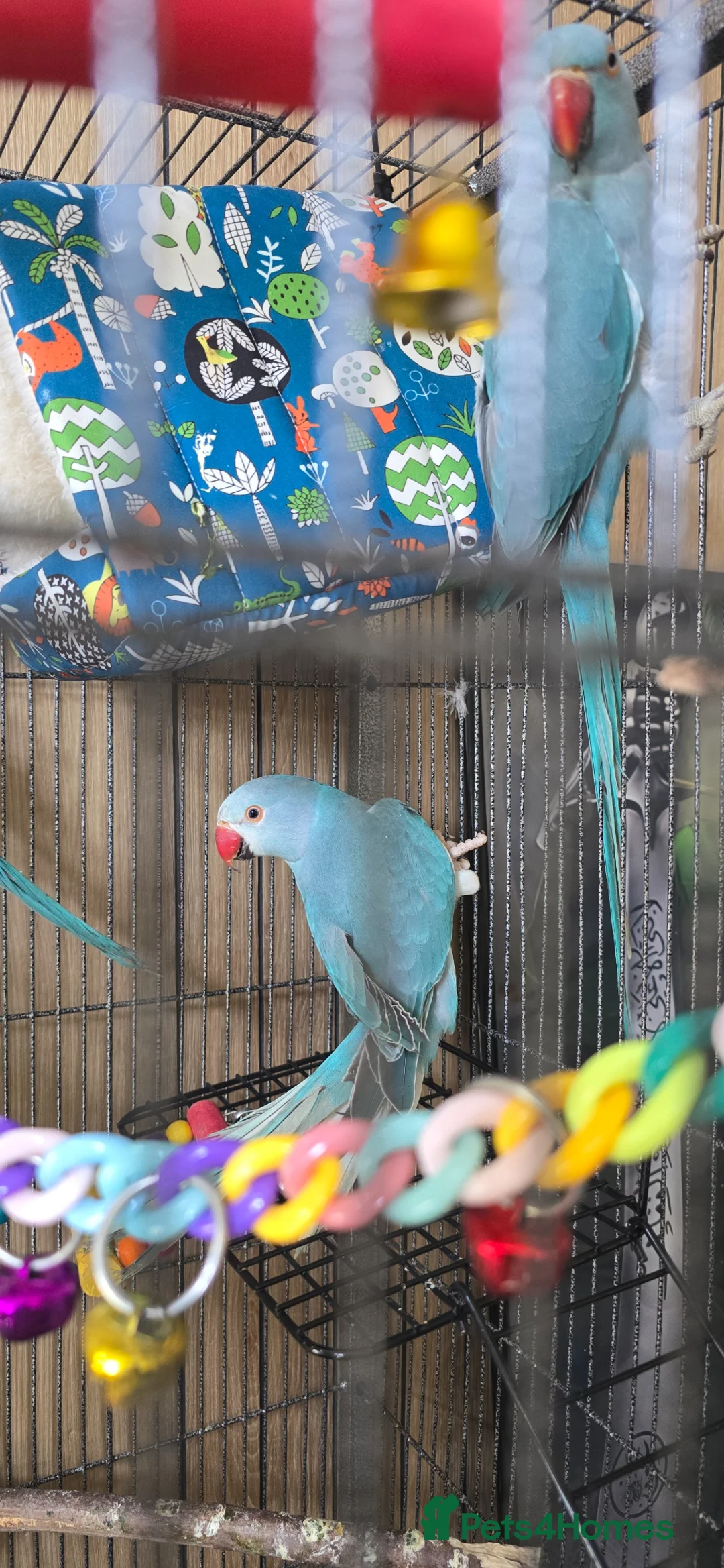 Ringnecks birds for sale: Indian Ringnec, male and female  in London - Advert 1