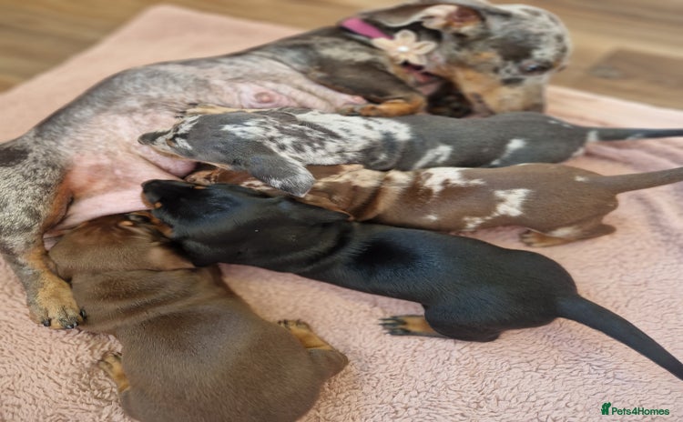 Dachshund dogs - Advert 4