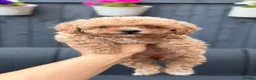 Poochon dogs for sale: F1 Poochon puppies Health Tested parents  - Advert 9