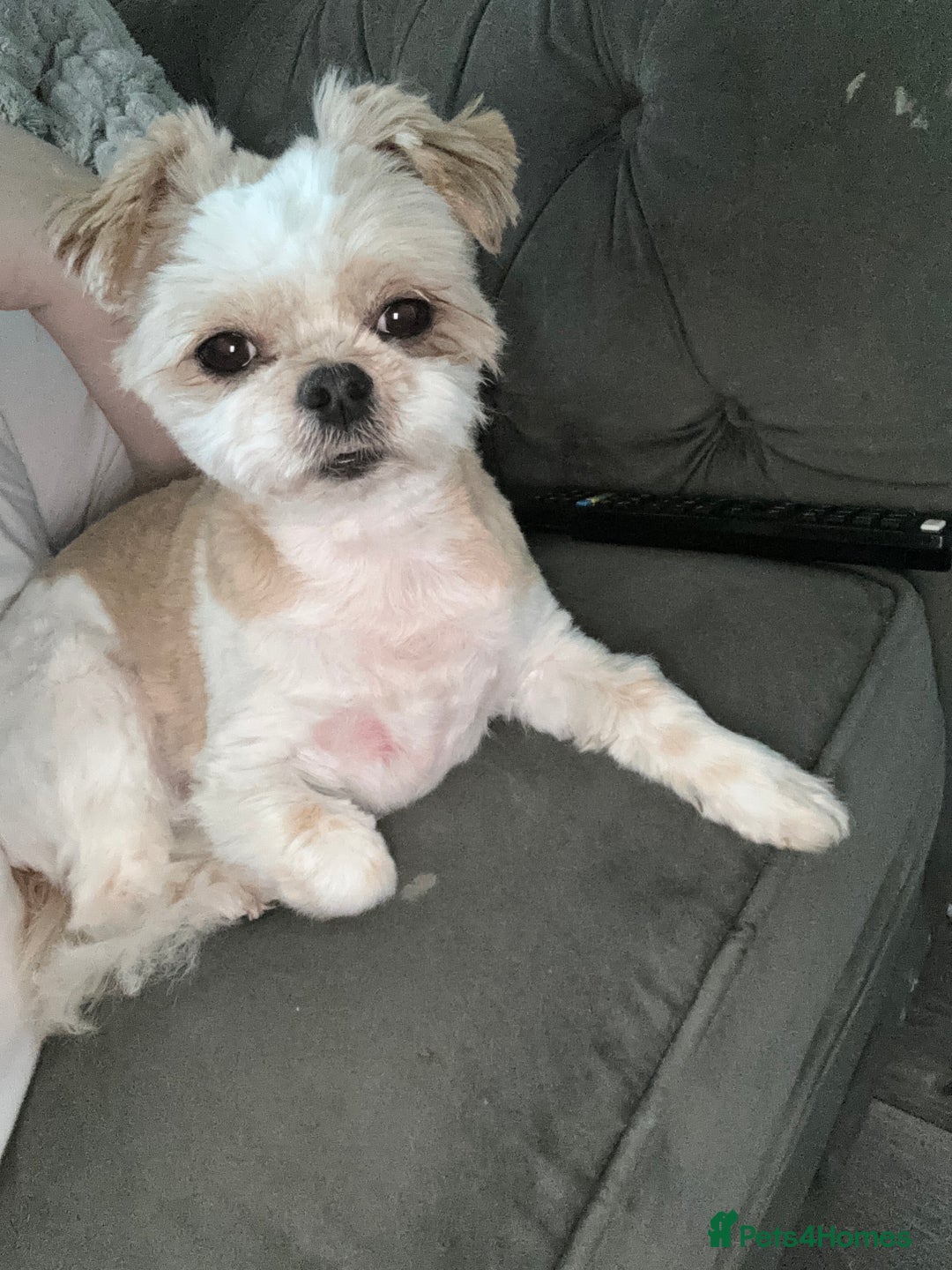 Mixed Breed dogs for stud: Chi Shi Shi tzu * Chihuahua  - Image 3