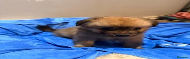 Mixed Breed 3