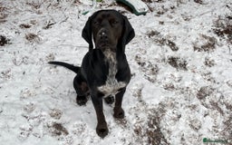 Bocker dogs for stud: Bocker (Spaniel/Beagle) for stud  in Bracknell - Image 13