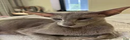 Oriental cats for sale: Exceptional show quality Orientals and Siamese  - Advert 17