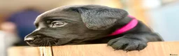 Labrador Retriever dogs for sale: Outstanding Labrador Puppies–Exceptional Pedigree - Advert 24