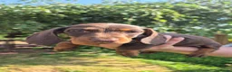 Miniature Dachshund dogs for sale: Miniature Dauchaunds - Advert 7