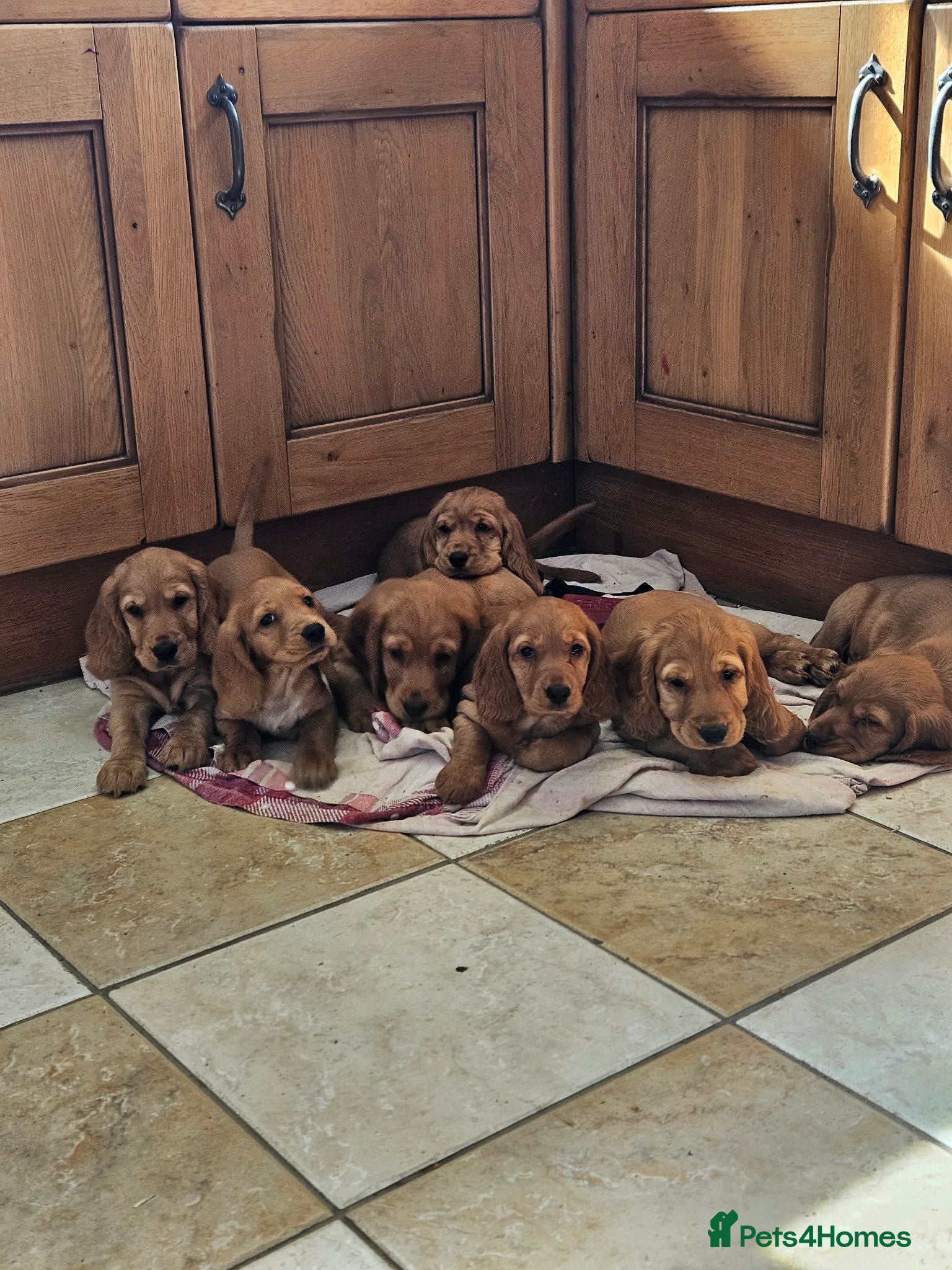 Cocker Spaniel dogs Cocker Spaniel Puppies Gorgeous & Golden  - Advert 2