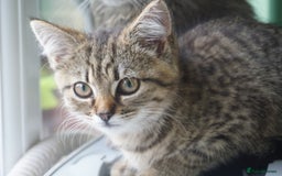 Mixed Breed cats for sale: Adorable Russian Blue Cross Persian Kitten - Image 7