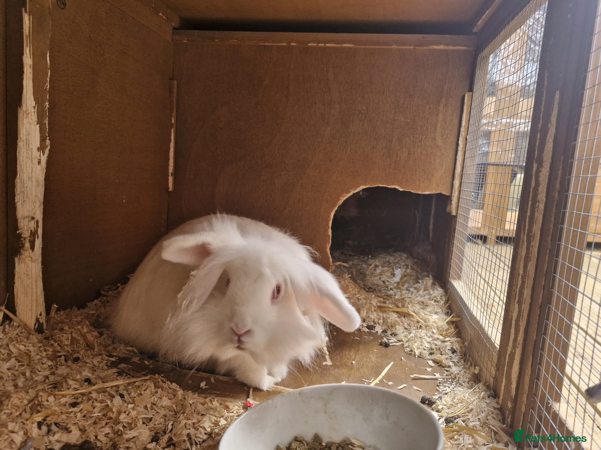 Lionhead rabbits 3 month old Lionhead male - Advert 3