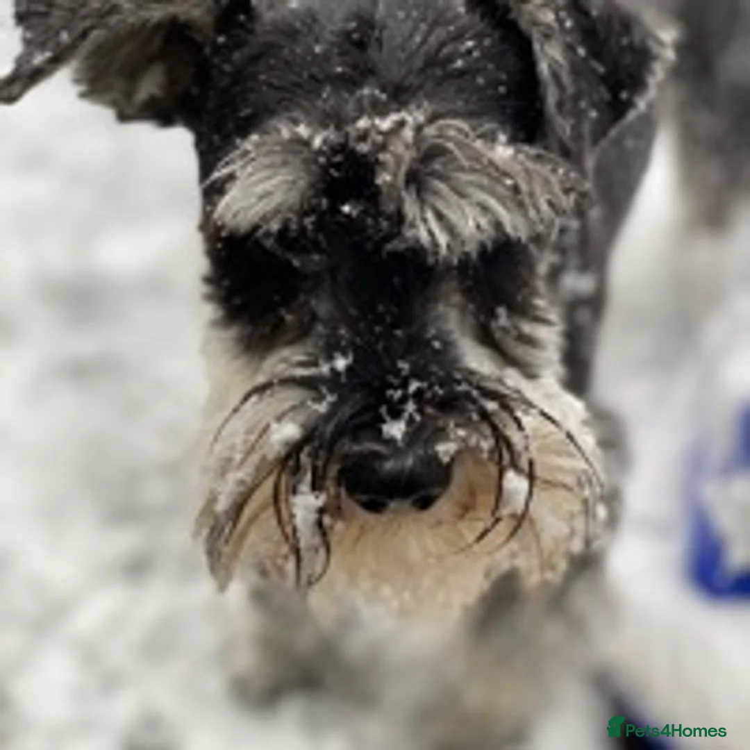Miniature Schnauzer dogs for stud: MS Stud KC registered in Bradford - Advert 3