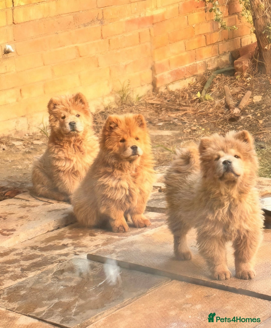 Chow Chow dogs for sale: Chow chow  - Advert 2