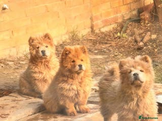 Chow Chow dogs Chow chow - Advert 5