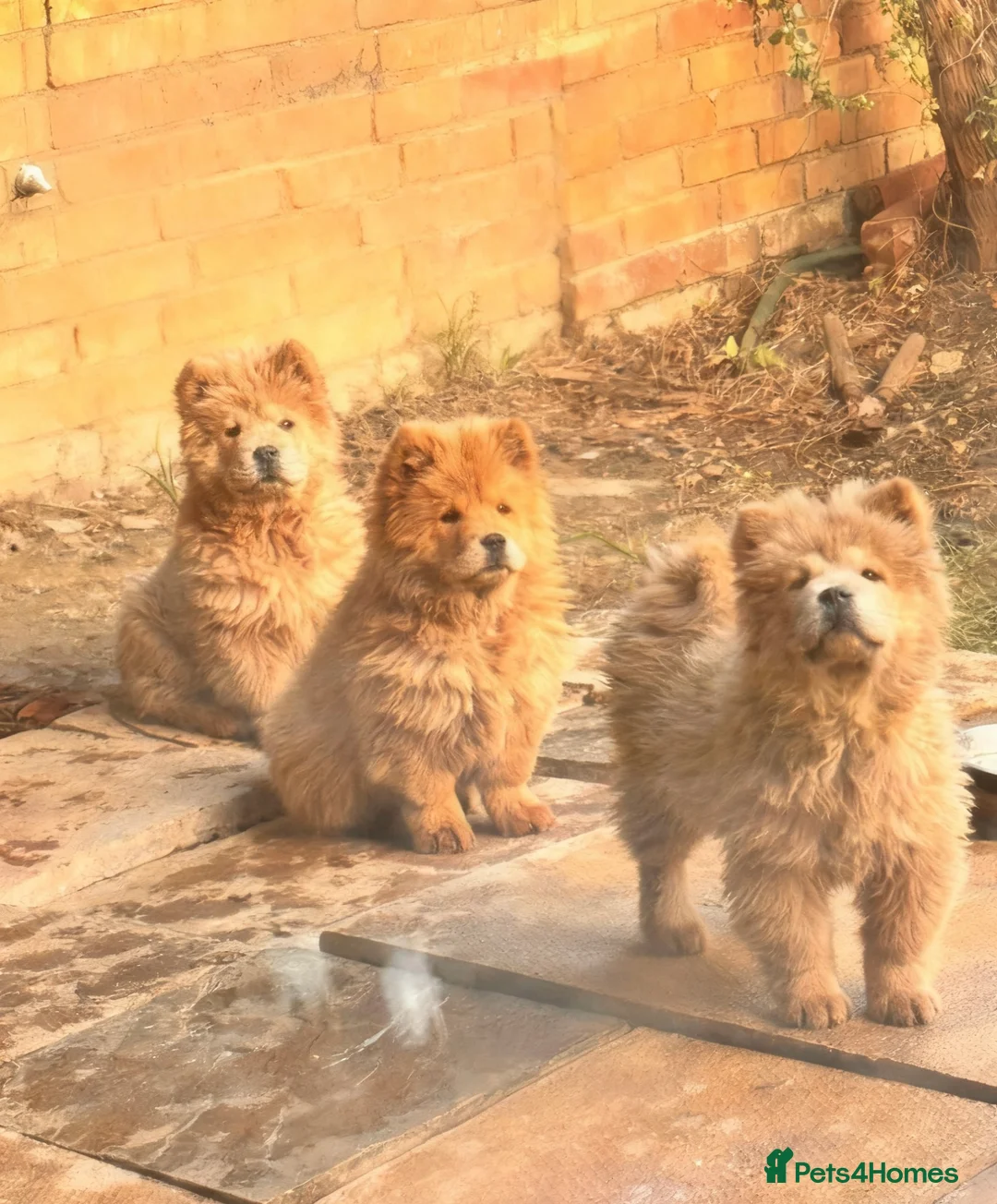 Chow Chow dogs for sale: Chow chow  - Advert 1