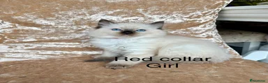 Ragdoll 6