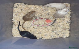 Gerbil rodents for sale: Super friendly gerbils from hobby breeder  - Image 33