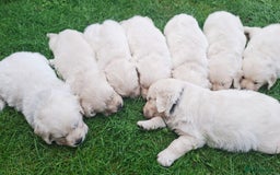 Golden Retriever dogs for sale: Cream Golden Retriever Puppies –Family Raised  - Image 5