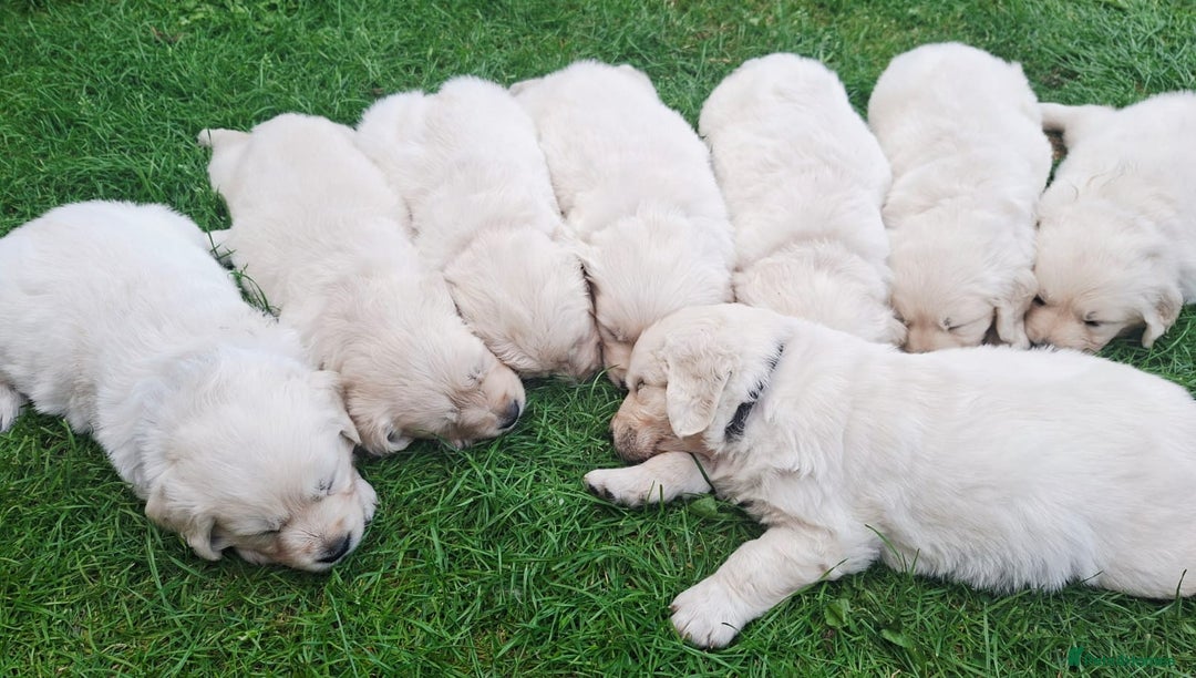 Golden Retriever dogs for sale: Cream Golden Retriever Puppies –Family Raised  - Image 5
