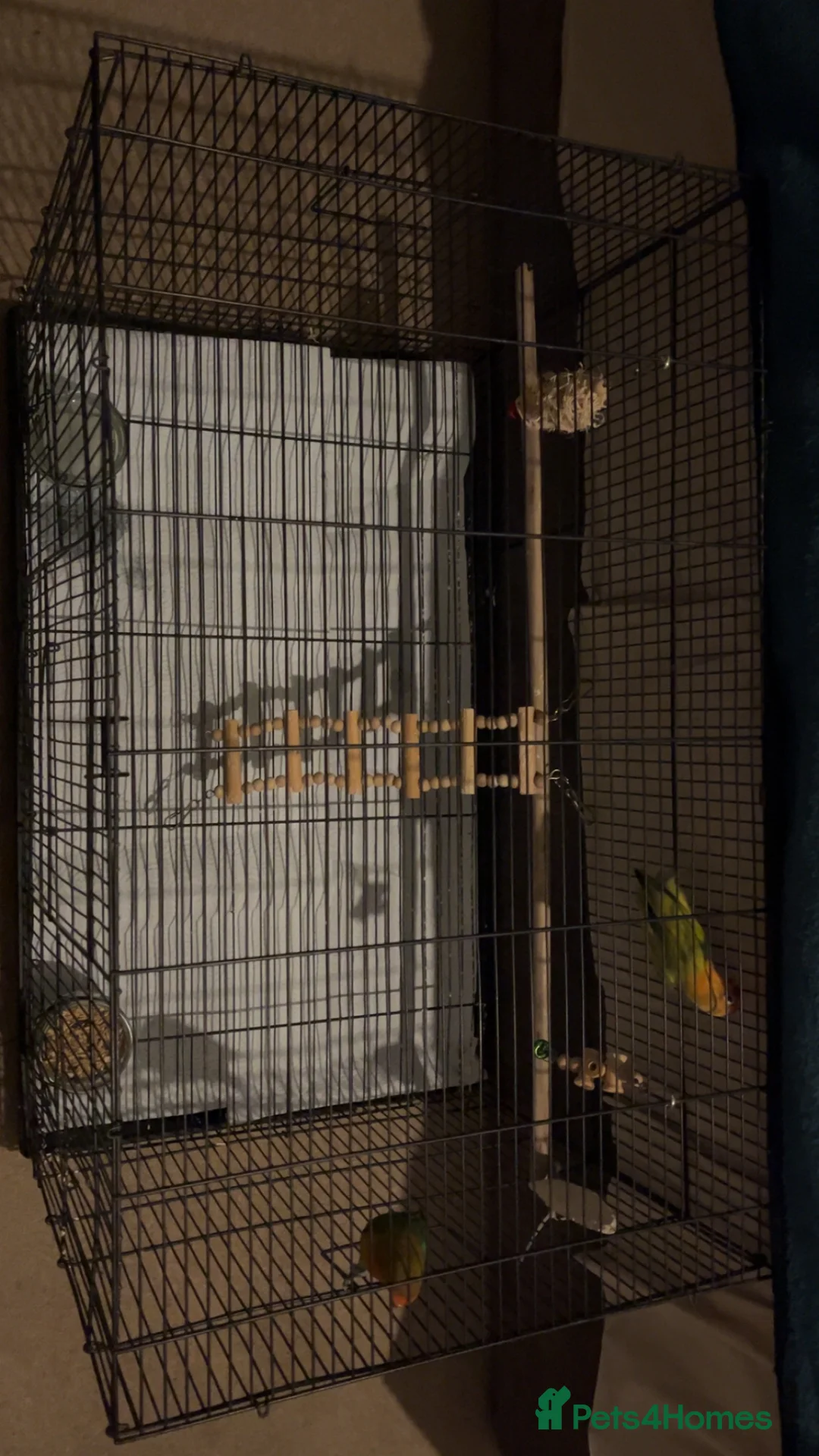 Lovebirds birds for sale: LOVEBIRDS+CAGE(open to reasonable offers) - Advert 6