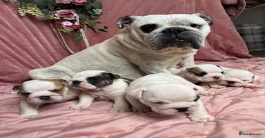 English Bulldog dogs Breed Standard Bulldog Puppies - Advert 6