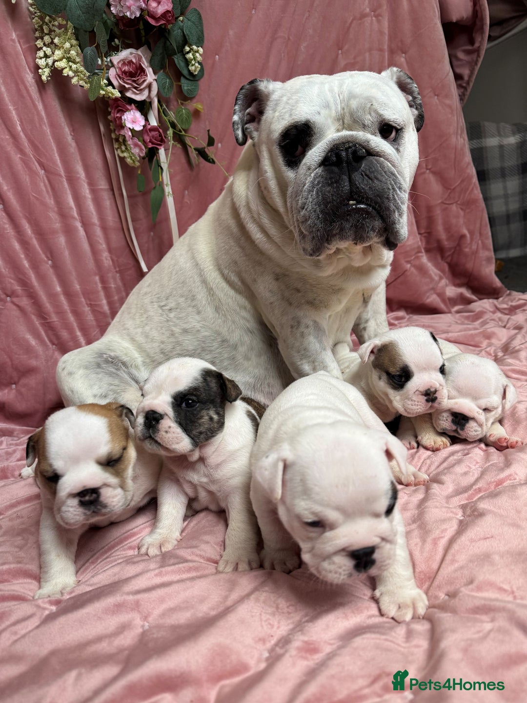 English Bulldog dogs for sale: Breed Standard Bulldog Puppies - Advert 3