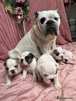 English Bulldog dogs Breed Standard Bulldog Puppies - Advert 2