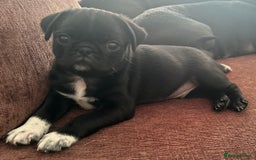 Pug dogs for sale: READY 19/09/25 Boys x2 Pugs - Image 3