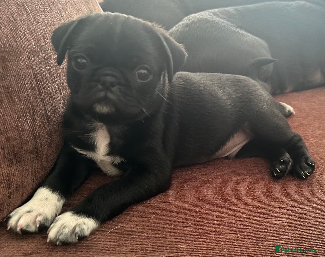 Pug dogs for sale: READY 19/09/25 Boys x2 Pugs - Image 3