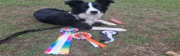 Border Collie dogs for sale: 15 months old Female Border Collie - Molly - Advert 25