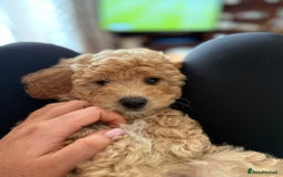 Cavapoo dogs for sale: 1 F2 Cavapoo Puppy Available–Ready for Loving Home - Image 6