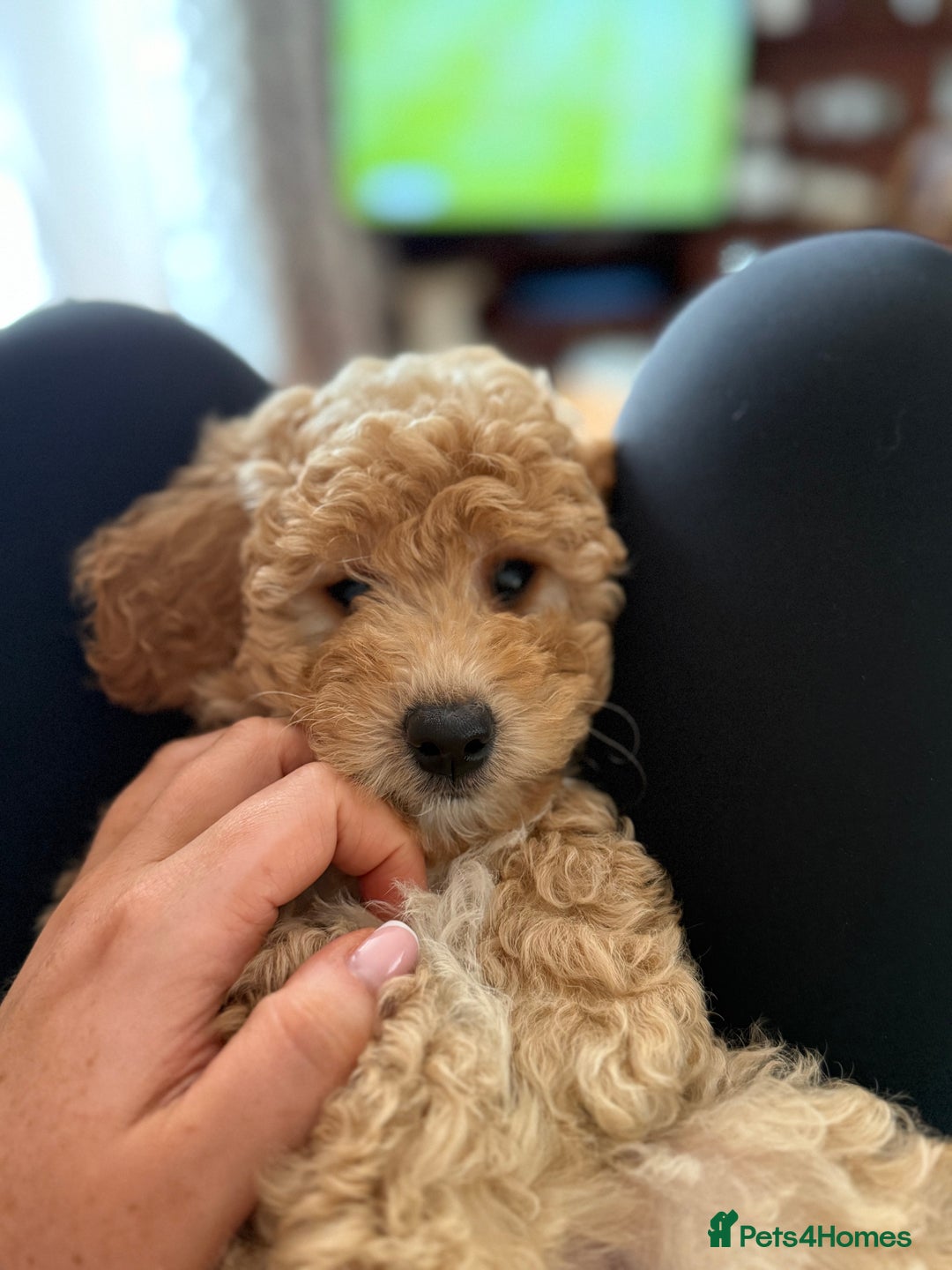 Cavapoo dogs for sale: 1 F2 Cavapoo Puppy Available–Ready for Loving Home - Image 6