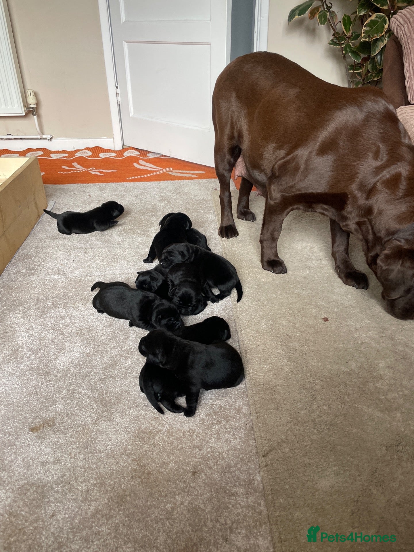 Labrador Retriever dogs for sale: KC registered black Labrador puppies  - Advert 18