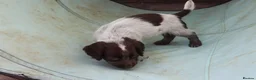 Cocker Spaniel dogs for sale: Working cockers  - Advert 4
