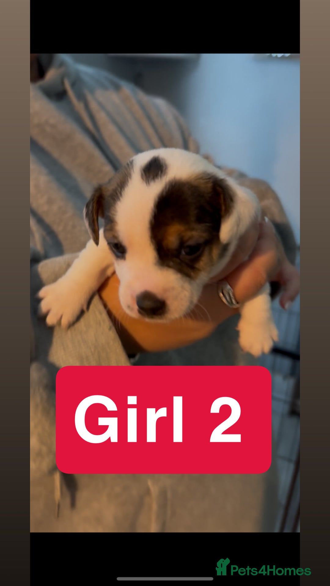 Jack Russell dogs for sale: Jack Russell puppy’s  - Image 5