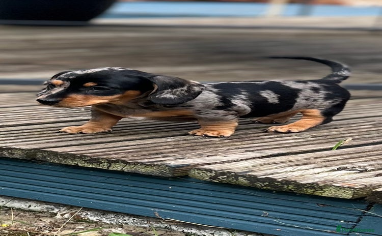 Miniature Dachshund dogs - Advert 9