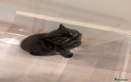 British Shorthair cats for sale: 2x british short hair kittens for sale - Image 10