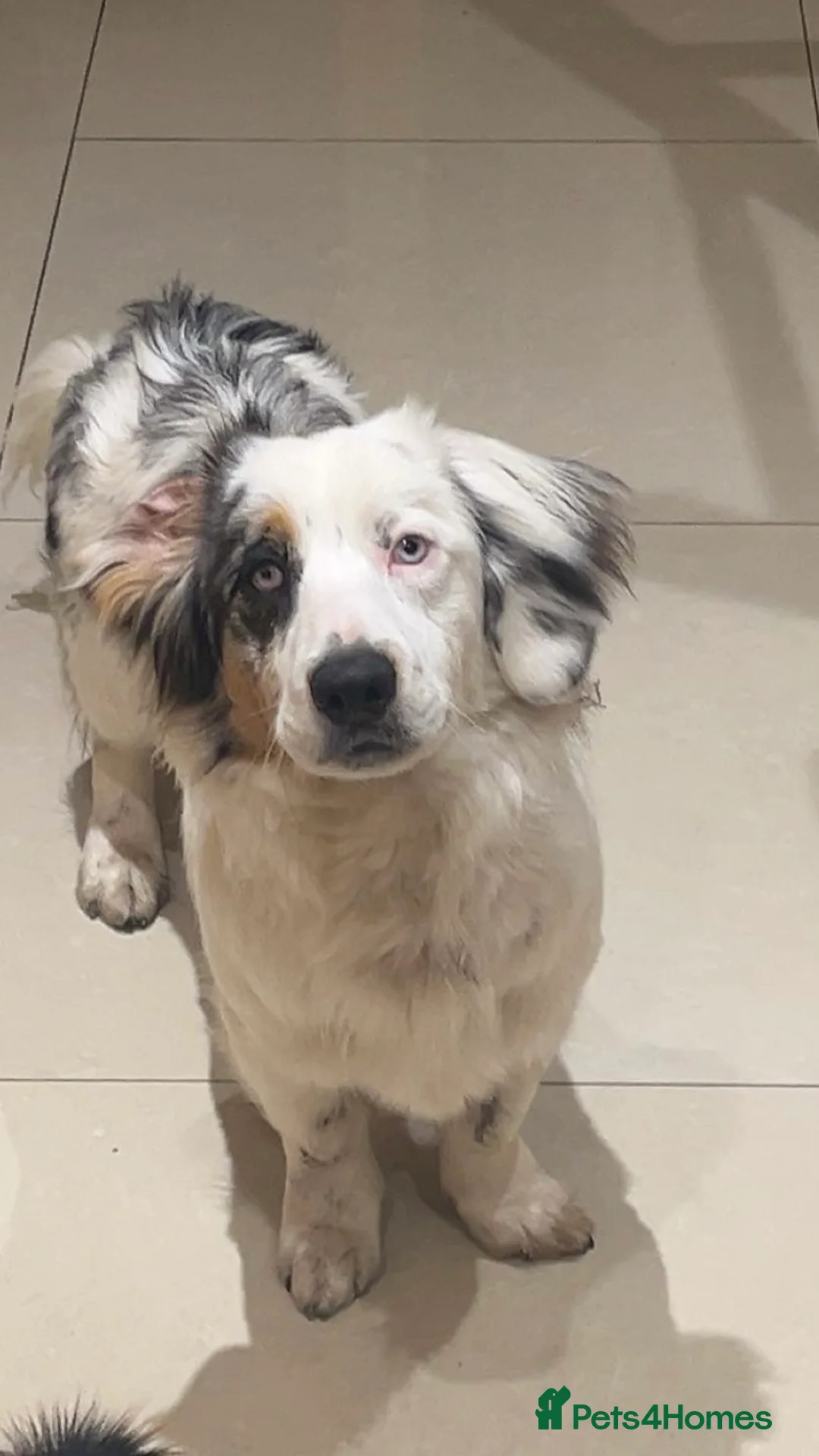 Mixed Breed dogs for sale: 2 Male Dachshund x Collie pups for sale. - Advert 2