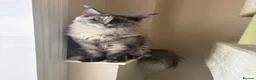 Maine Coon cats for sale: Maincoon cats for rehoming together.  - Advert 3