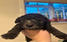 Mixed Breed dogs for sale: Bedlington Whippet - Image 5