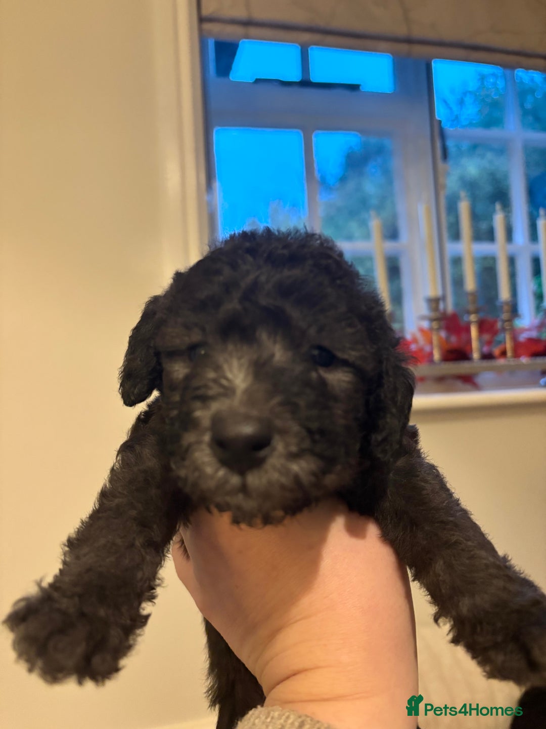 Mixed Breed dogs for sale: Bedlington Whippet - Image 5