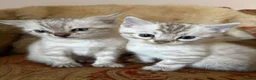 Bengal cats for sale: RARE Snow lynx Clouded glittery bengal kittens in Bishop Auckland - Advert 11