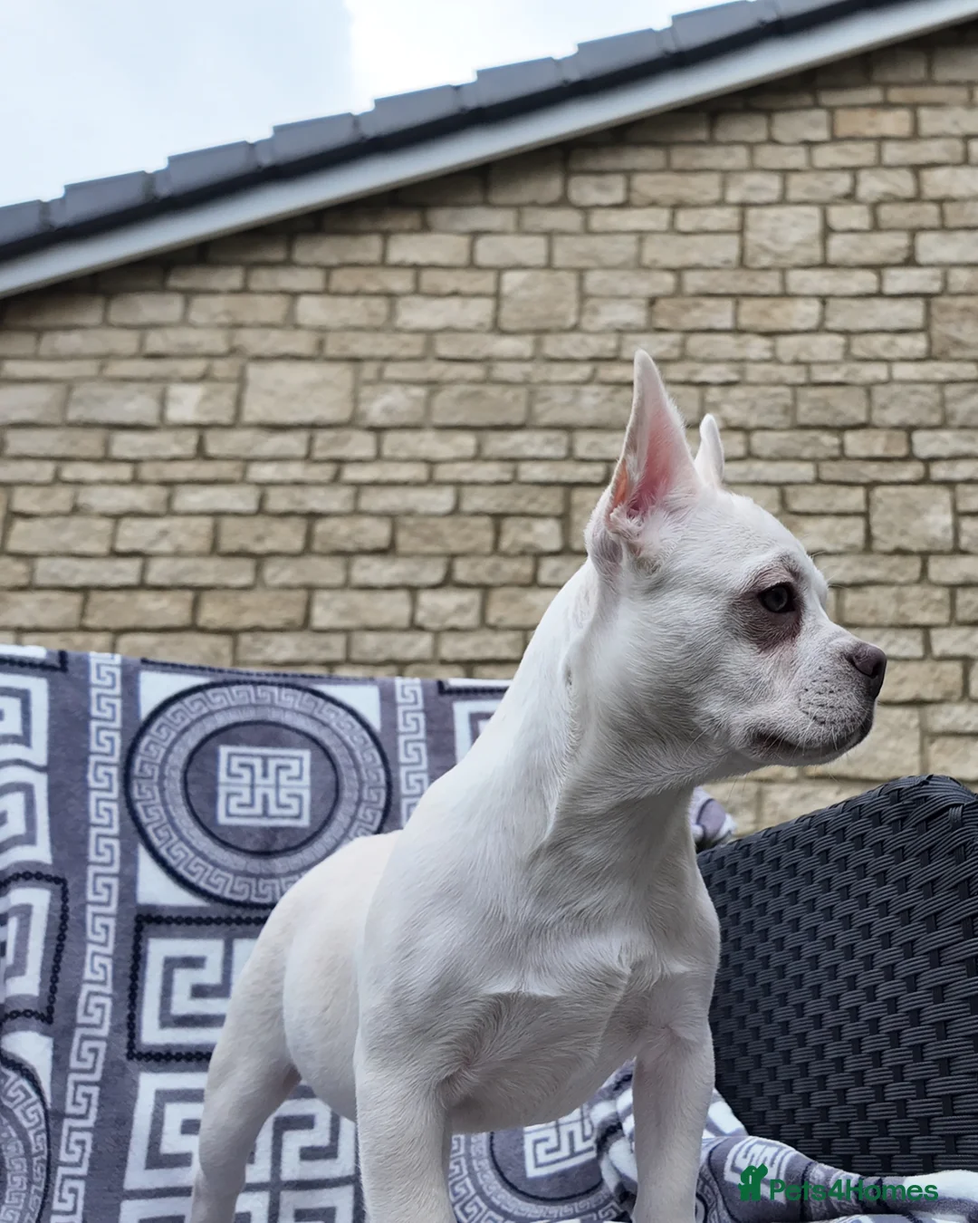 French Bulldog dogs for sale: 5 French Bulldog puppies. Platinums in Calne - Advert 13