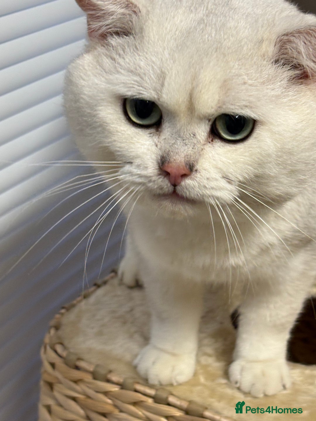 British Shorthair cats for stud: Poland imported tica registered BRI NS 12 Silver - Advert 7