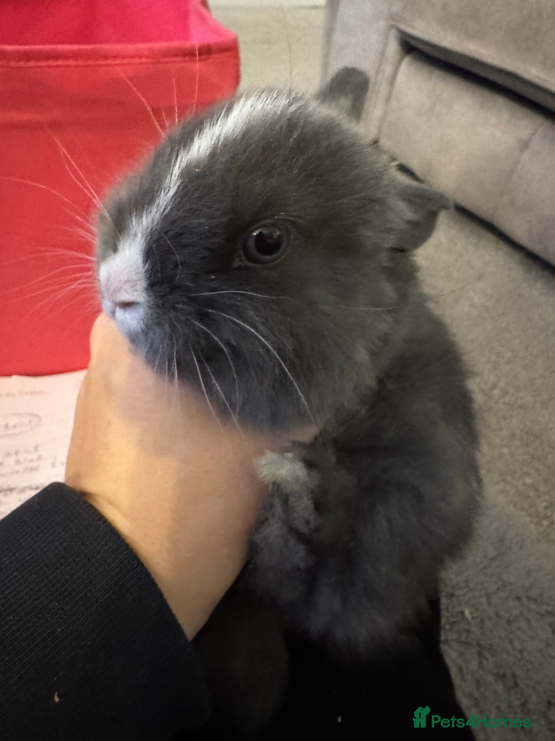 Mini Lop rabbits for sale: Mini lop baby bunnies  - Advert 8