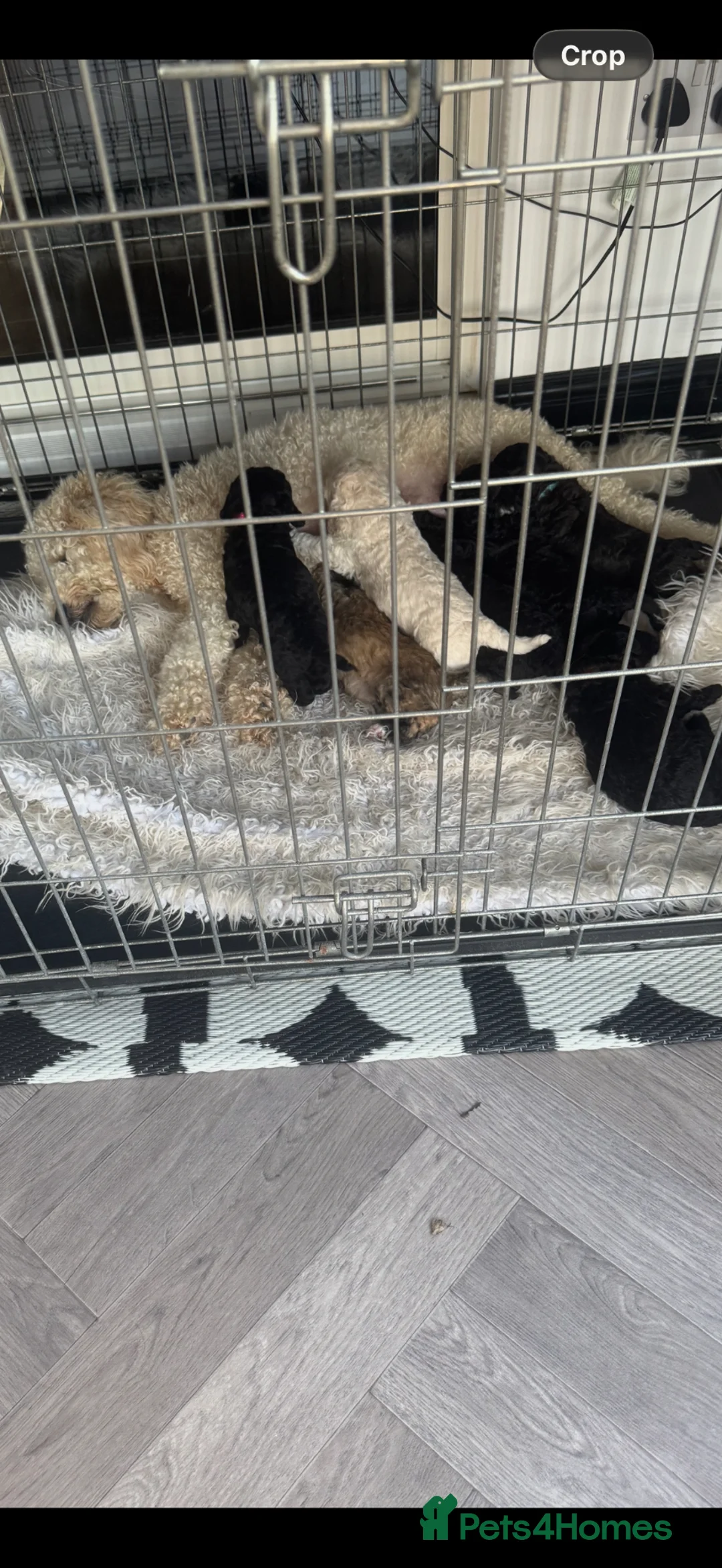 Miniature Poodle dogs for sale: Adorable miniature poodles for sale KC registered  - Advert 2
