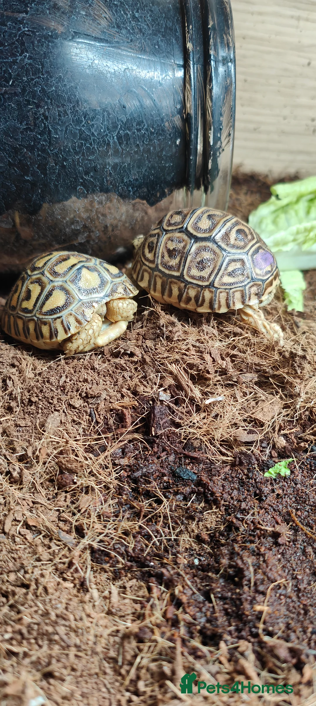 Tortoise reptiles for sale: Leopard spotted Tortoise  - Advert 2