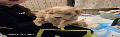 Cavapoo Puppy 5