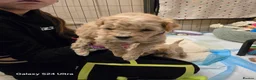Cavapoo dogs for sale: Cavapoo pups last male - Advert 6