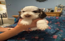 Cocker Spaniel dogs for sale: Simbawood Show Cocker Spaniels, KC reg, DNA clear - Image 7